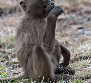 piccolo di Gelada, Gelada Baboon cub Debre Libanos