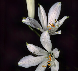 Lilioasfodelo (Anthericum), Grass lily