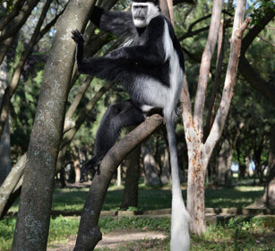 Guereza bianco e nero (Colobus guereza) Abyssinian Black-and-white Colobus monkey, lago Awasa, lake Awasa