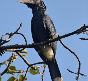 Bucero guanceargentate (Bycanistes brevis) Sylvery-cheeked Hornbill, lago Awasa, lake Awasa