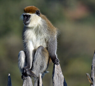Cercopiteco grigioverde (Chlorocebus aethiops) Grivet monkey, lago Awasa, lake Awasa
