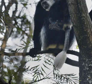 Guereza bianco nero con piccolo (Colobus guereza) Abyssinian Black-and-white Colobus monkey with its cub, lago Awasa, lake Awasa