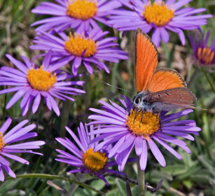 Verga d'oro (Lycaena virgaureae), Scarce Copper