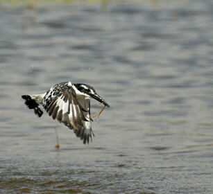 Martin pescatore bianco e nero (Ceryle rudis) Pied Kingfisher, lago Awasa, lake Awasa
