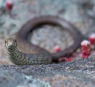 Colubro nano (Eirenis modestus) Dwarf Snake
