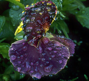 Viola, violet Frossasco (To)