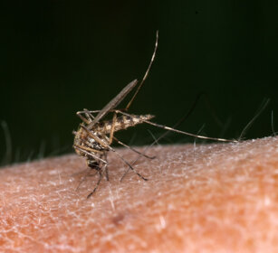 Zanzara comune (Culex pipiens), House Mosquito