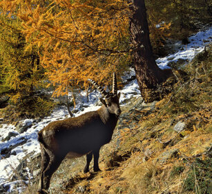 Stambecco (Capra ibex), Ibex Cogne Valnontey (Ao)