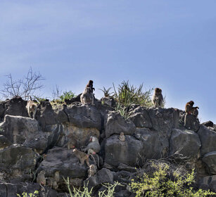 Amadriadi, Amadryas Baboons parco Awash, Awash NP