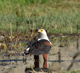 Aquila pescatrice africana (Haliaeetus vocifer) African Fish-eagle, lago Awasa, lake Awasa