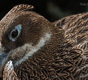 Lofoforo splendente, Himalayan Monal femmina, female
