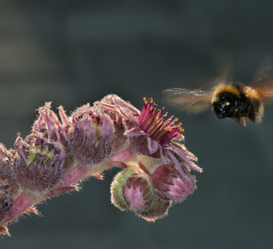 Bombo in volo su Semprevivo Bumblebee in flight towards an Houseleek