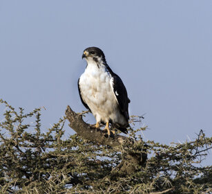 Poiana augure (Buteo augur), Augur Buzzard parco nazionale del Serengeti, Serengeti NP