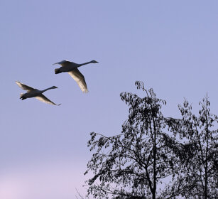 Cigni selvatici (Cygnus Cygnus), Whooper Swans