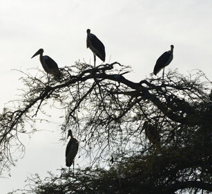 Marabù (Leptoptilos crumeniferus) Marabou Storks lago Awasa, lake Awasa