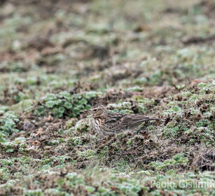 Cappellaccia mimetismo, mimicry, Sanetti plateau