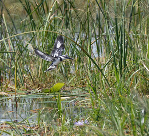 Martin pescatore bianco e nero (Ceryle rudis) Pied Kingfisher, lago Awasa, lake Awasa