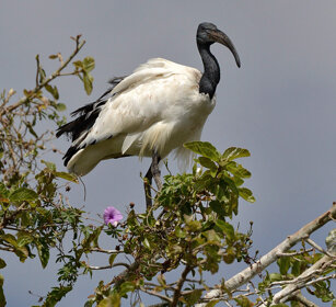 Ibis sacro (Threskiornis aethiopicus), Sacred Ibis lago Zway, lake Zway