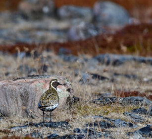 Piviere dorato, Golden Plover Norvegia, Norway, Varanger