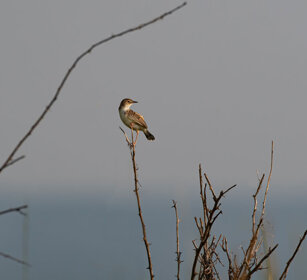 Beccamoschino Uganda