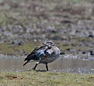 Oca aliazzurre (Cyanochen cyanoptera) Blue-winged Goose, Sanetti plateau