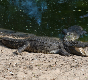 Coccodrillo palustre (Crocodylus palustris) Marsh Crocodile, Cholamandal village, Tamil Nadu