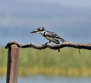 Martin pescatore bianco e nero (Ceryle rudis) Pied Kingfisher, lago Awasa, lake Awasa