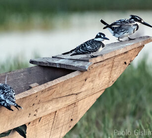 Martin pescatori bianchi e neri (Ceryle rudis) Pied Kingfishers, lago Awasa, lake Awasa