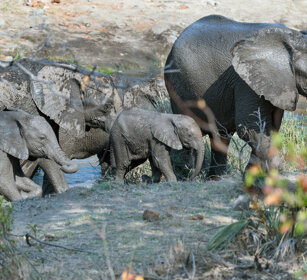 Elefanti africani (Loxodonta africana) African elephants, Kruger NP