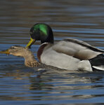 Germani reali (Anas platyrhynchos), Mallards accoppiamento, mating