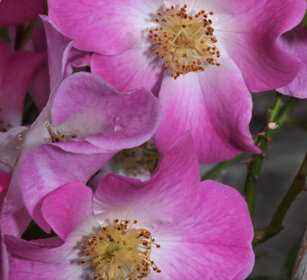 Rosa canina, Dog-rose