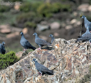 Tortore (Columba albitorques) White-collared Pigeons, Bale mountains