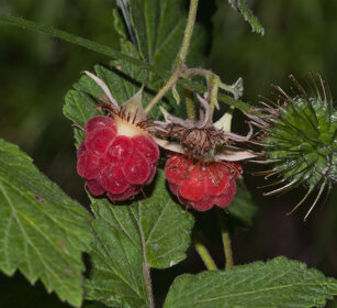 Lamponi (Rubus idaeus), Raspberries