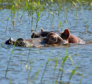  Ippopotamo (Hippopotamus amphibius), Hippo lago Tana, lake Tana