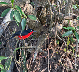 Gonolek testanera Uganda