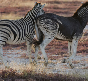 Zebre di Burchell (Equus quagga burchellii) Burchell's Zebras, Etosha NP, melanismo, melanism