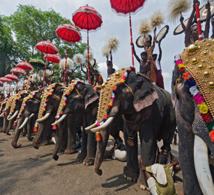 Pooram Elephant Festival 2010 Thrissur, Kerala