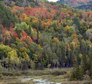 Foliage Mauricie NP