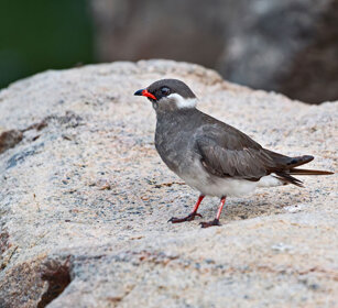 Pernice dal collare bianco Uganda