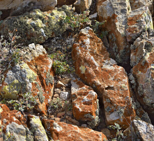 Rocce e licheni, rocks and lichens Fuerteventura, parque Rural