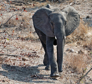 Elefante africano juv. (Loxodonta africana) African elephant cub, Kruger NP