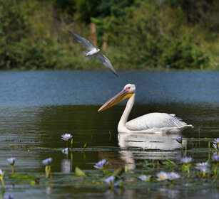 Pellicano (Pelecanus onocrotalus) Great White Pelican, lago Zway, lake Zway