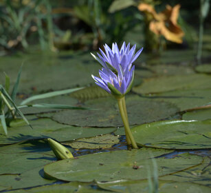 Ninfee, waterlilies lago Zway, lake Zway