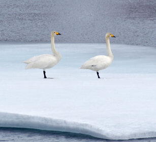 Cigni selvatici, Whooper Swans Norvegia, Norway, Varanger