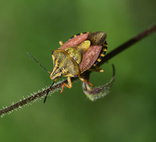 Cimice dei campi (Carpocoris pudicus), Shield Bug Oulx (To)