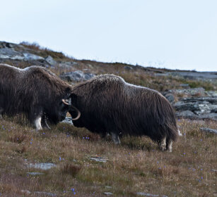 Buoi muschiati (Ovibos moschatus), Muskoxen parco nazionale di Dovrefjell, Dovrefjell NP