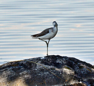 Pantana (Tringa nebularis), Green-shank lago Awasa, lake Awasa
