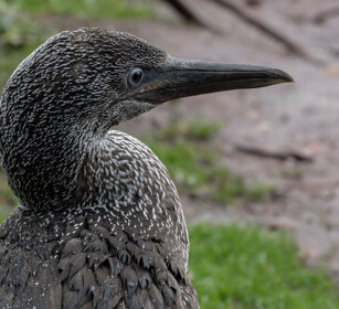 Gannet juv. Bonaventura island, Gaspesie NP