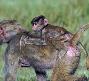 Amadriadi, Amadryas Baboons parco Awash, Awash NP