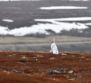 Lepre variabile, Mountain Hare Norvegia, Norway, Varanger Lepre variabile, Mountain Hare Norvegia, Norway, Varanger